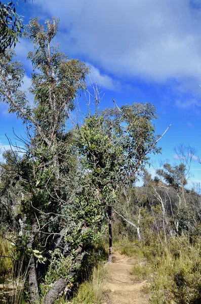 Погляд Пішохідну Стежку Біля Локлі Пайлон Блакитних Горах Австралії — стокове фото