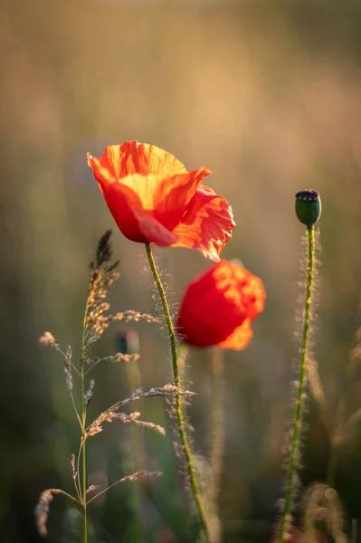 Focus Selettivo Bellissimi Papaveri Arancioni Che Sbocciano Campo Uno Sfondo — Foto Stock