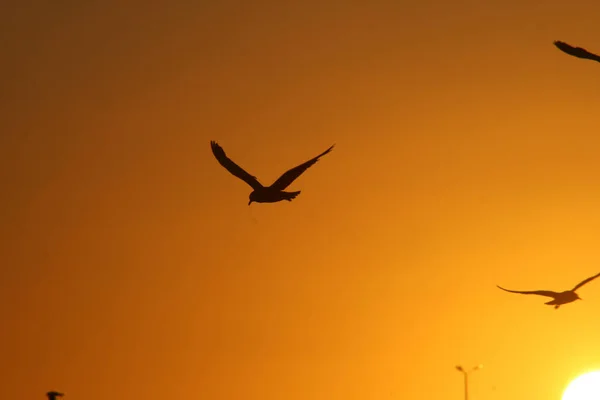 日落时鸟儿在空中飞翔的美丽景象 — 图库照片