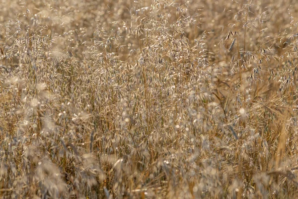 Orecchie Mature Avena Gialla Nella Stagione Del Raccolto — Foto Stock