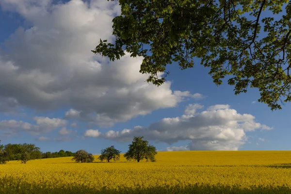 Vast Raps Field Cloudy Sky Few Trees — Stock Photo, Image