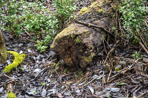 Крупним Планом Повалений Мохом Дерево Лісі — стокове фото