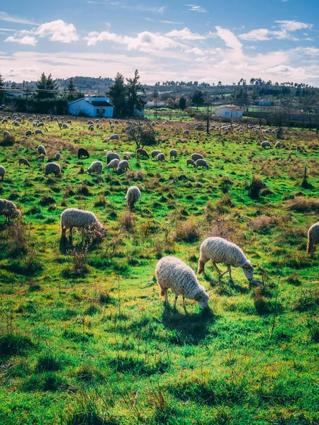 Plan Vertical Troupeau Moutons Broutant Sur Herbe Dans Champ Vert — Photo