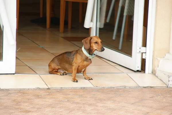 Şirin Bir Dachshund Seçici Odak Noktası — Stok fotoğraf