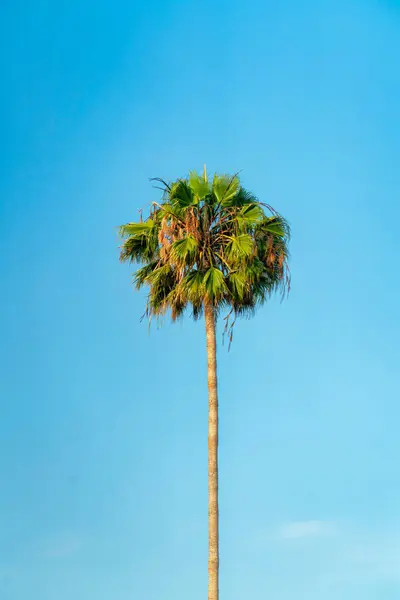 Disparo Vertical Una Palmera Con Tronco Delgado Contra Cielo Azul — Foto de Stock