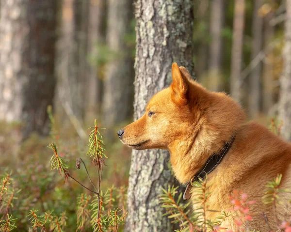 Uno Spitz Finlandese Marrone Nella Foresta Boreale Una Giornata Autunnale — Foto Stock