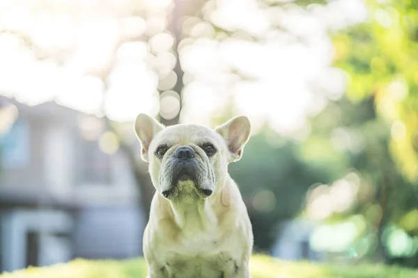 一只可爱的法国斗牛犬躺在草地上 背景是阳光明媚而模糊的 其发黄的焦点 — 图库照片