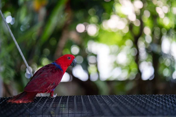 Eine Nahaufnahme Von Einem Bunten Papagei Der Auf Käfigstangen Hockt — Stockfoto