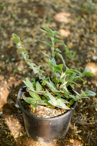 Una Hermosa Planta Con Flores Una Maceta Aire Libre Día — Foto de Stock