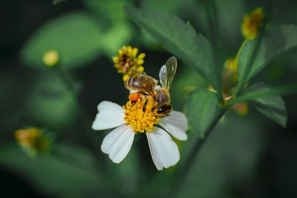 Una Vista Superior Una Linda Abeja Chupando Néctar Una Vibrante — Foto de Stock