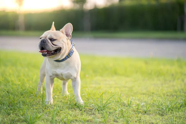 Egy Közeli Kép Egy Aranyos Francia Bulldogról Szabadban — Stock Fotó