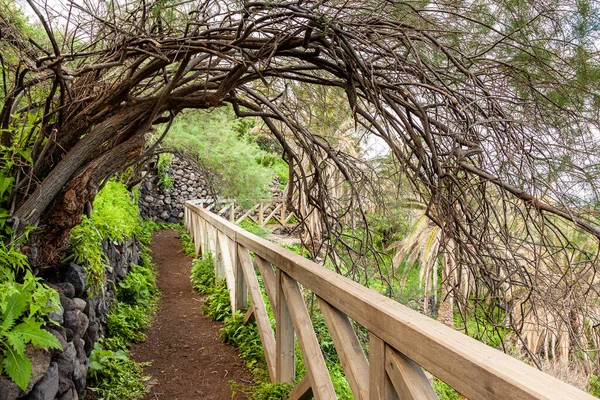 Los Árboles Plantas Exóticas Que Rodean Puente Con Pasamanos Madera — Foto de Stock