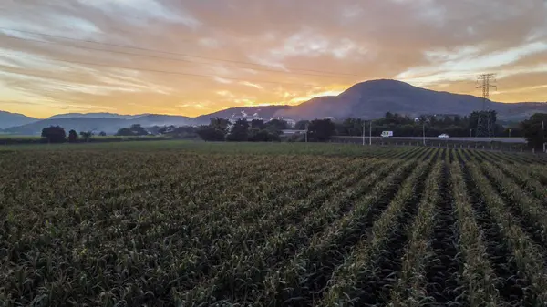 stock image Agave landscape at sunset, Tonaya - Tuxcacuesco, Jalisco