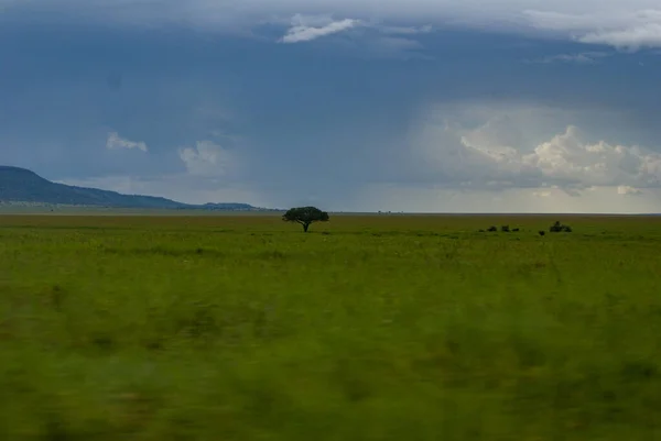 Uma Única Árvore Verde Campo — Fotografia de Stock