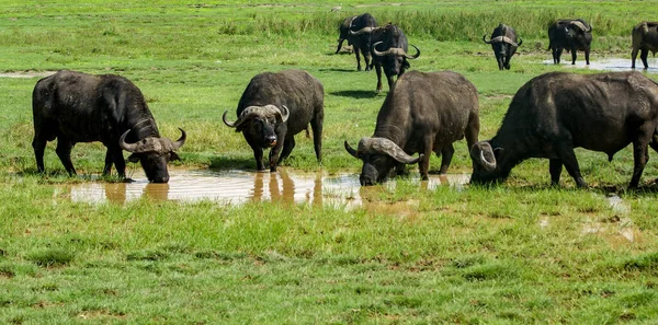 연못에서 마시고 아프리카 들소들의 — 스톡 사진