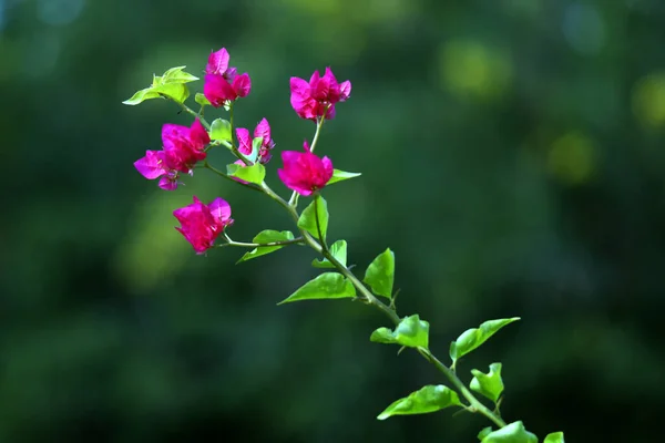 Eine Nahaufnahme Lila Bougainvillea Blüten Einem Garten Sonnenlicht — Stockfoto