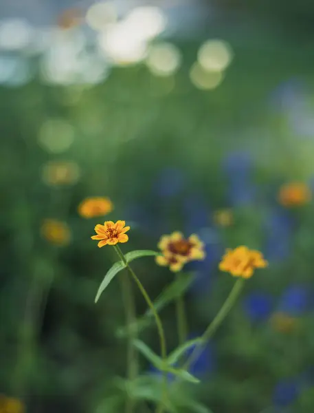 花园里一缕淡淡的黄色春花 — 图库照片