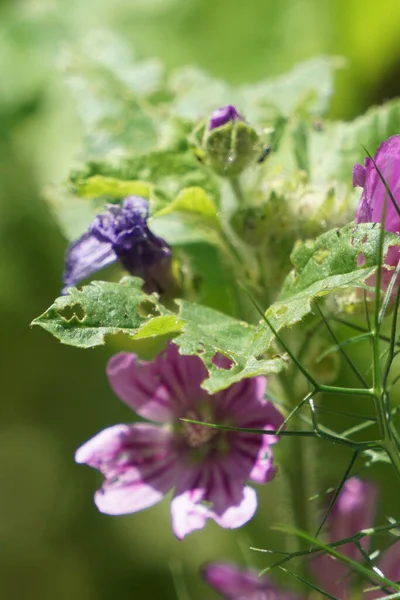 Gros Plan Feuilles Endommagées Une Fleur Violette — Photo