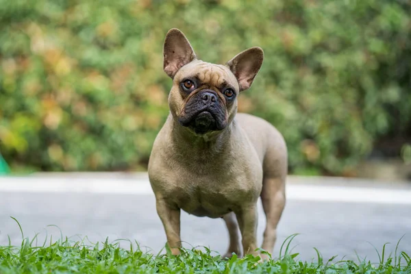 Egy Közeli Kép Egy Aranyos Francia Bulldogról Szabadban — Stock Fotó