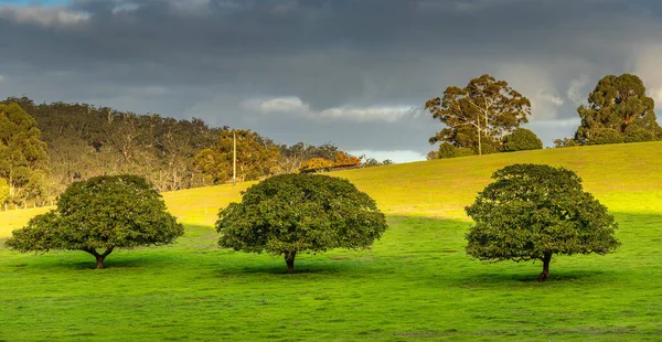 Gloomy Sky Bright Green Trees Field — Stock Photo, Image