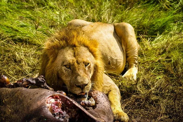 Gran León Macho Yaciendo Hierba Comiendo Presa Día Soleado — Foto de Stock