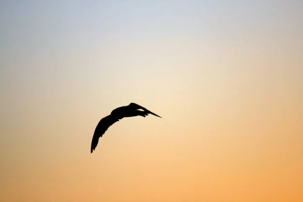 Een Silhouet Van Een Vogel Vliegend Lucht Tijdens Oranje Zonsondergang — Stockfoto