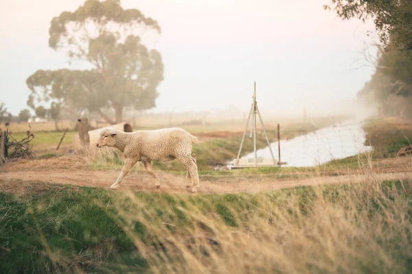 Een Klein Schaap Groene Weide Bij Zonsondergang — Stockfoto