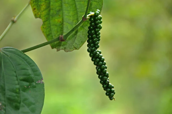 Selective Focus Green Peppercorns Vines Blurred Background — Stock Photo, Image