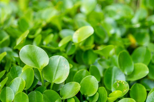 Selective Focus Shot Growing Green Plants Daylight — Stock Photo, Image