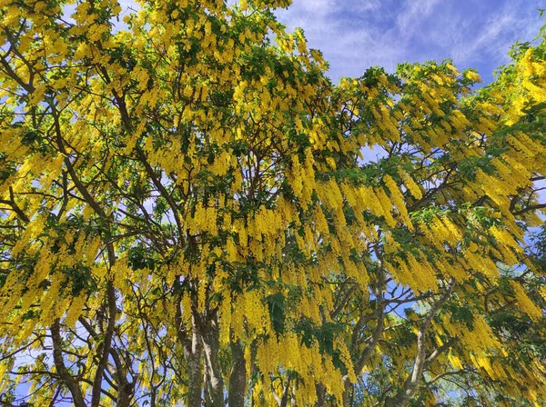 Tiro Ângulo Baixo Uma Bela Árvore Laburnum Amarela Fundo Azul — Fotografia de Stock