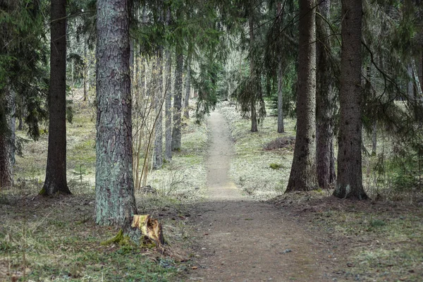 Longo Caminho Estreito Cercado Por Árvores Altas Floresta — Fotografia de Stock