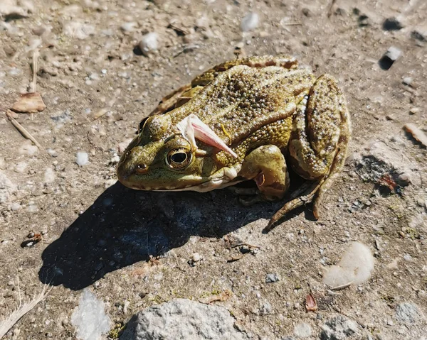 Closeup Toad Ground Sunlight Blurry Background — Φωτογραφία Αρχείου