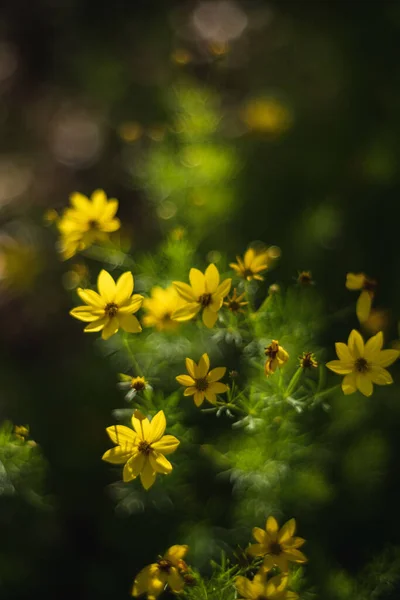 Primer Plano Flores Amarillas Primavera Jardín —  Fotos de Stock