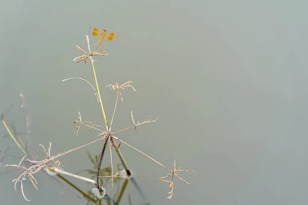 Closeup Dry Plants Water Surface — Φωτογραφία Αρχείου