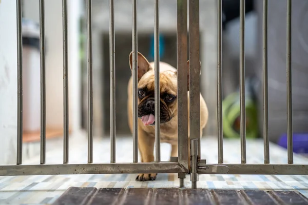 Cute French Bulldog Fence — Stock Photo, Image