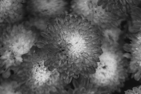 Black White Closeup Shot Chrysanthemum Flowering Plants Growing Garden — Stock Photo, Image