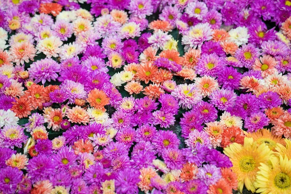 Fond Fleuri Fleurs Colorées — Photo