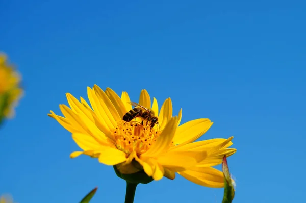 Fleur Une Plante Tasse Silphium Perfoliatum Contre Ciel Bleu Avec — Photo