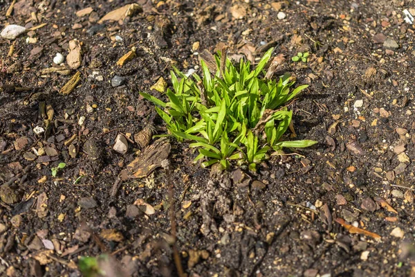 Güneş Işığı Altında Toprakta Büyüyen Bitkilerin Yüksek Açılı Görüntüsü — Stok fotoğraf