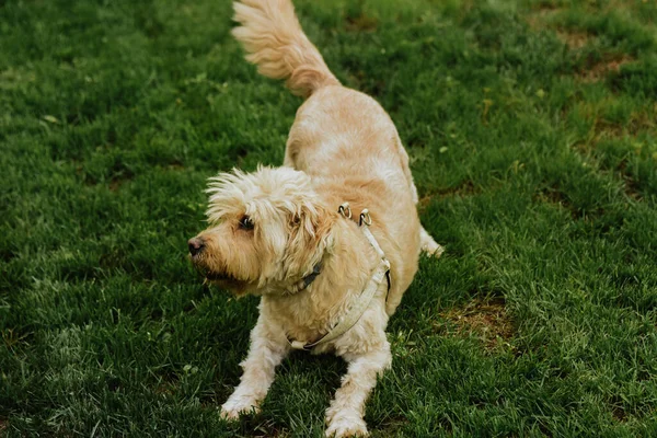 Cutest Glen Imaal Terrier Purebred Dog Lawn — Stock Photo, Image