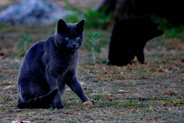 Selective Focus Black Gray Cats Sitting Ground Park — Stock Photo, Image