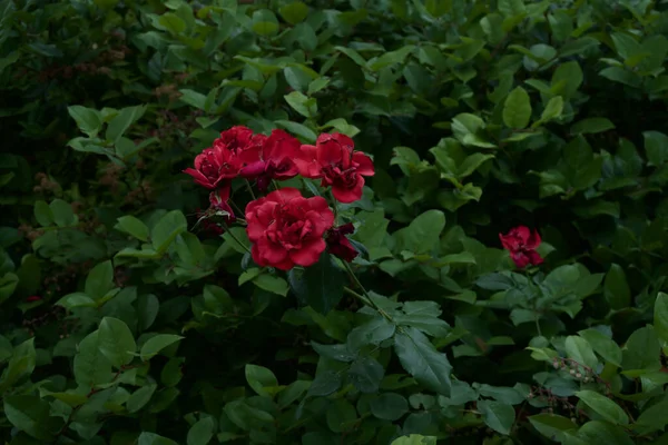 Primer Plano Rosas Rojas Oscuras Que Crecen Jardín —  Fotos de Stock