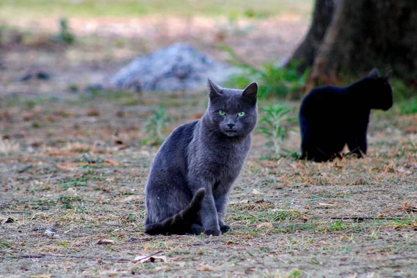 公園の地面に座っている黒と灰色の猫の選択的な焦点 — ストック写真