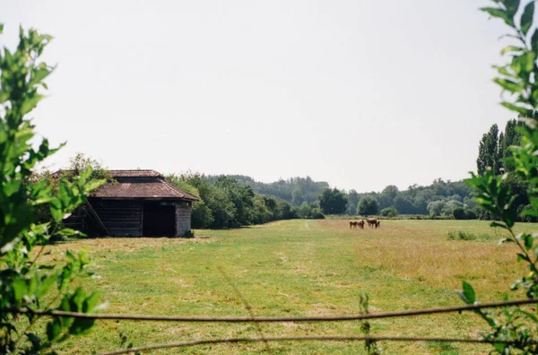 Landscape Barn Farm Field Covered Greenery Sunny Day Countryside — Stock Photo, Image