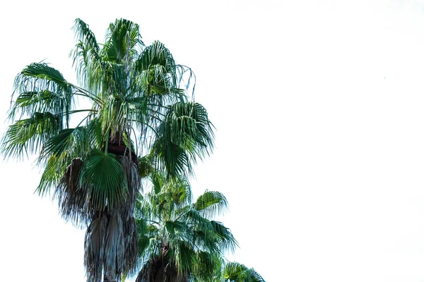 Primer Plano Una Palmera Sobre Fondo Blanco —  Fotos de Stock