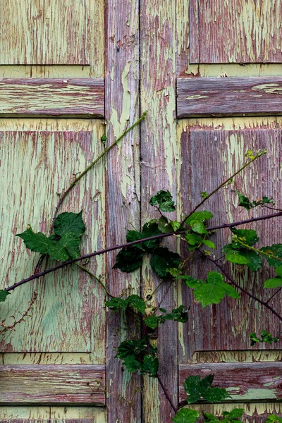 Zbliżenie Ujęcia Kolorowych Mytych Drzwi Gałęzi Rośliny Przed Nim — Zdjęcie stockowe