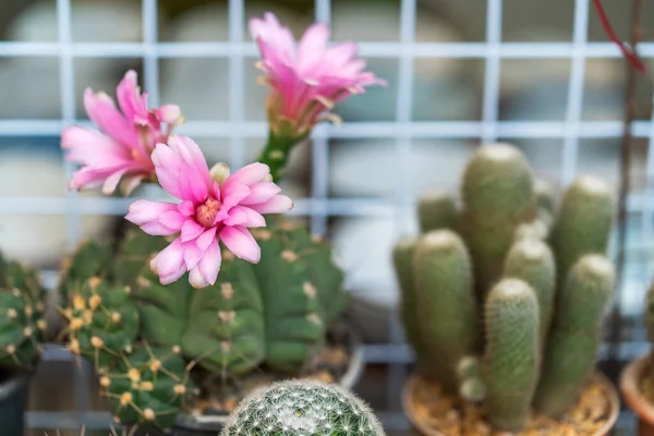 Egy Virágzó Rózsaszín Kaktuszvirág Egy Edényben — Stock Fotó