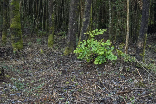 Tiro Close Vegetação Crescente Uma Floresta — Fotografia de Stock