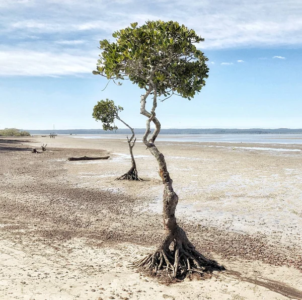 Dos Árboles Crecidos Costa Arenosa Contra Cielo Azul Verano — Foto de Stock