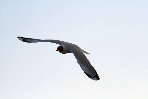 Een Uitzicht Van Een Vogel Vliegend Lucht — Stockfoto